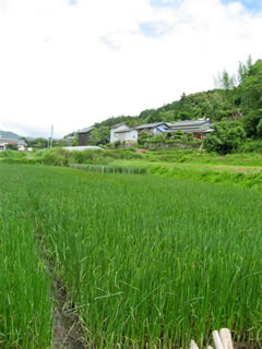 琉球い草田んぼの風景１