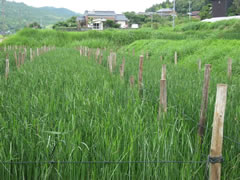 琉球い草田んぼの風景２