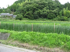 琉球い草田んぼの風景３