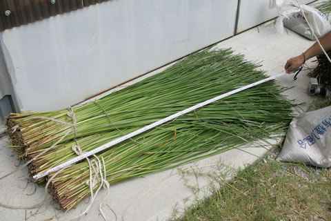 刈り取った琉球い草