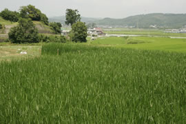 琉球畳の産地の風景
