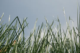琉球い草の成長