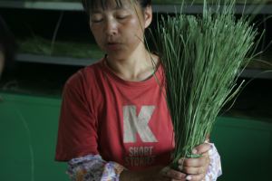 収穫した琉球い草